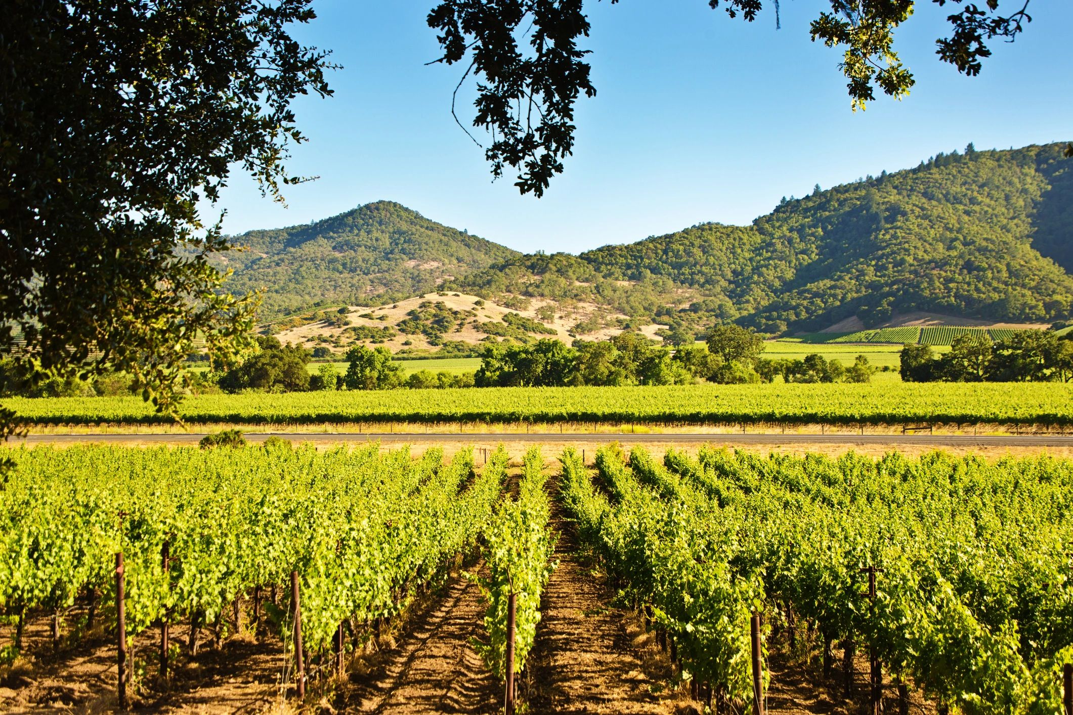 A beautiful Sonoma Valley winery, perfect for wine tasting and picnics.