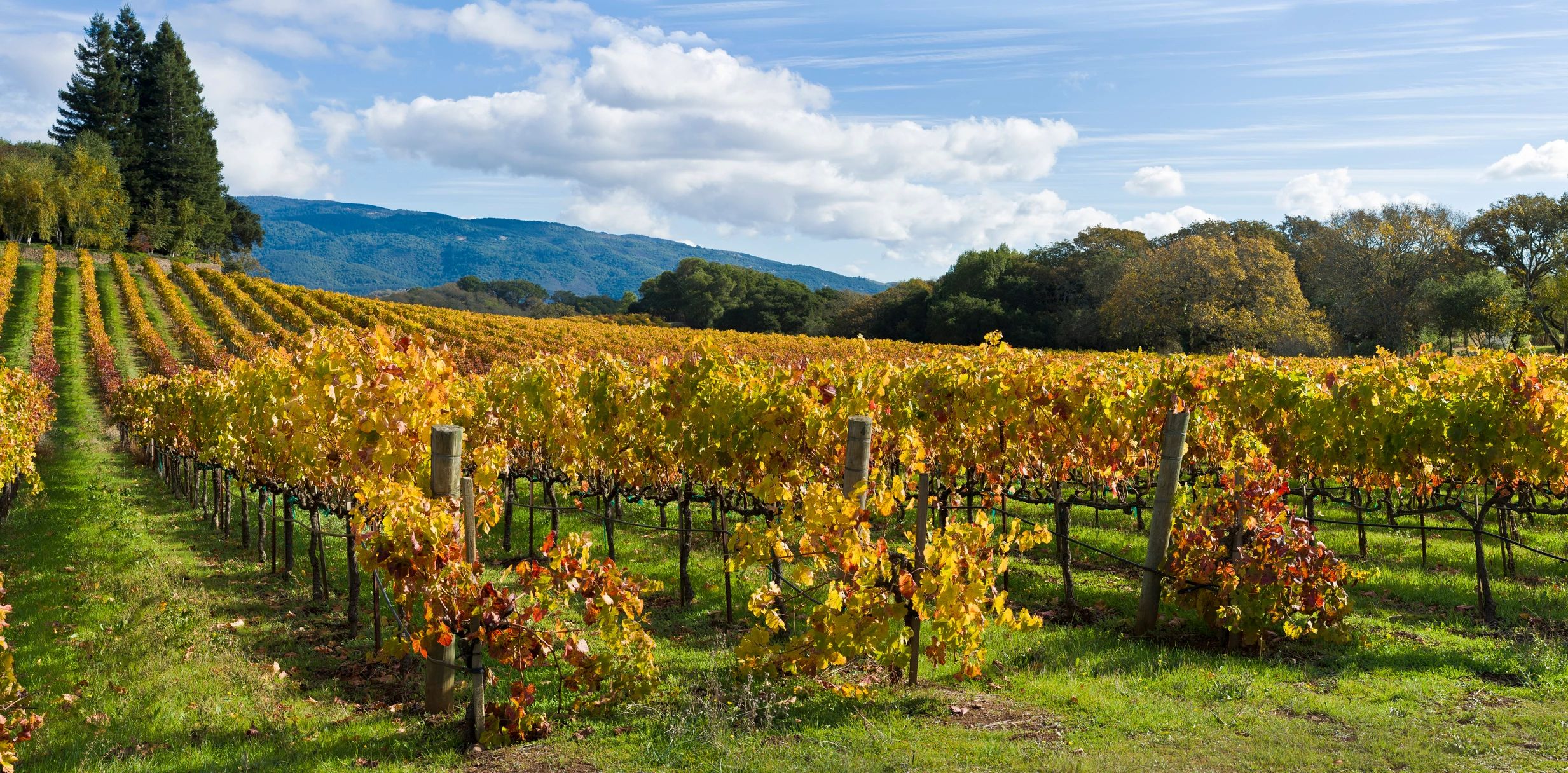 Fall vineyard colors in Sonoma, a must-see seasonal highlight.
