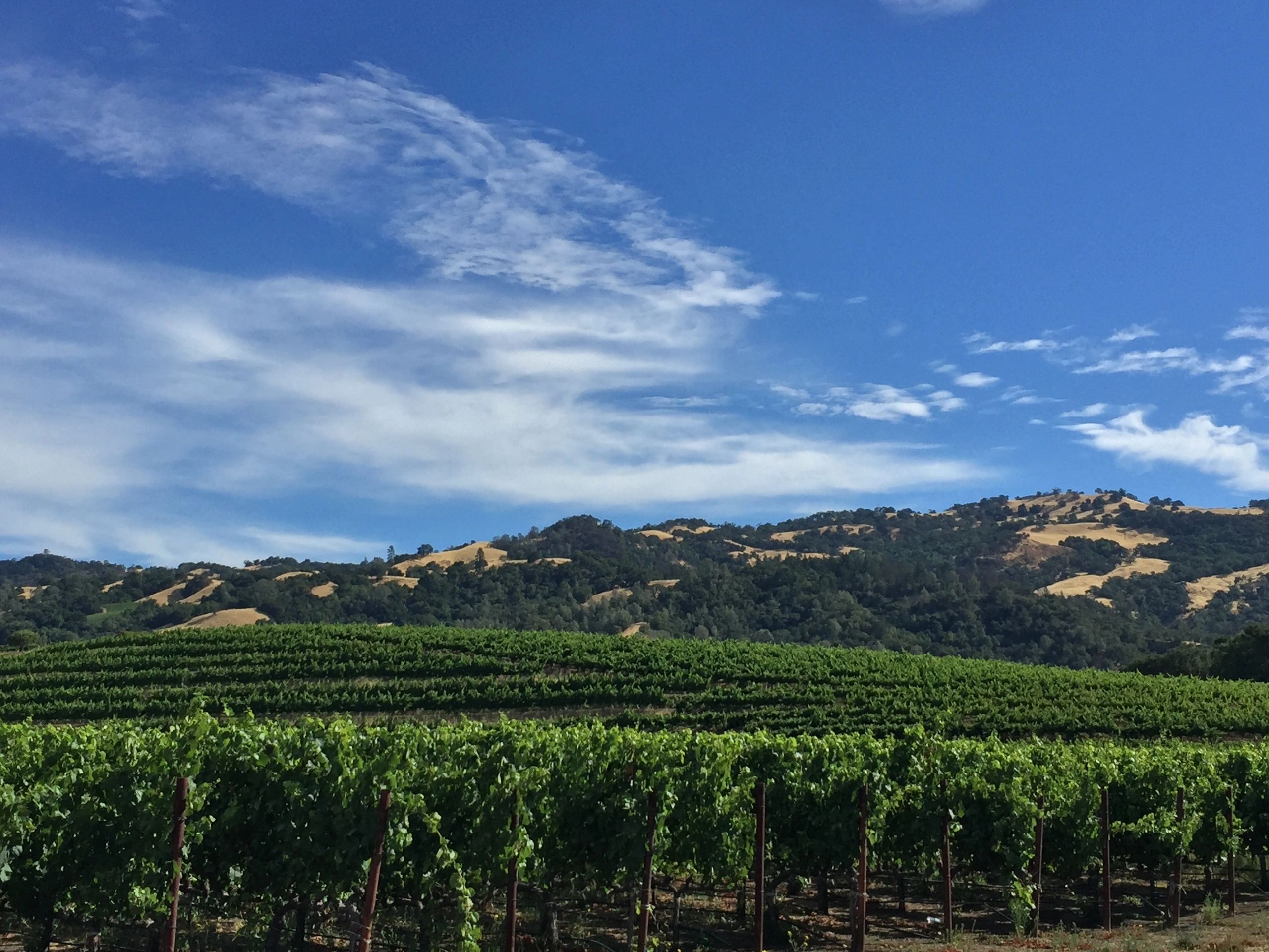 Panoramic view of vineyard rows, ideal for a winery picnic.