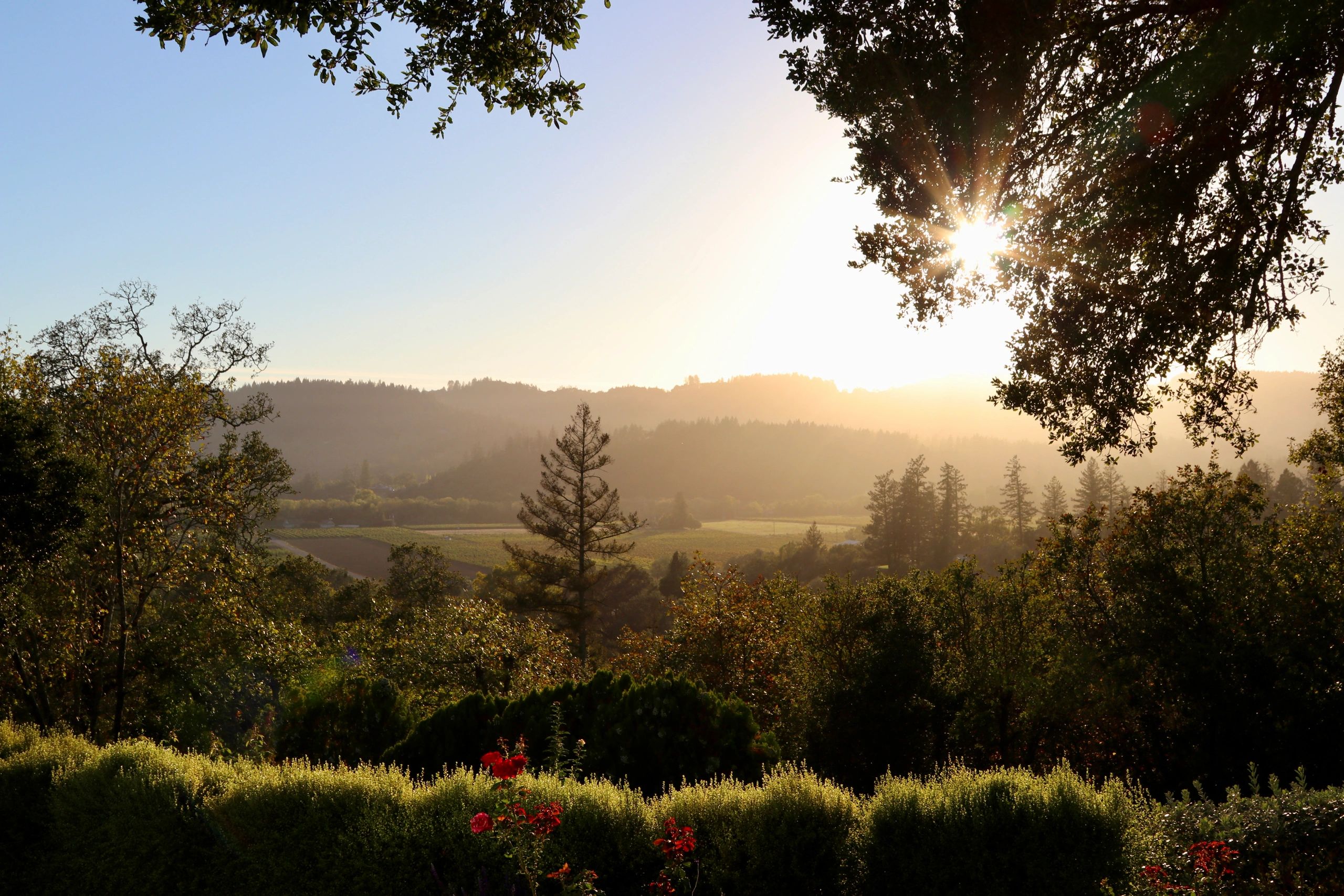 Sunset over a Sonoma vineyard, perfect for golden hour tastings.