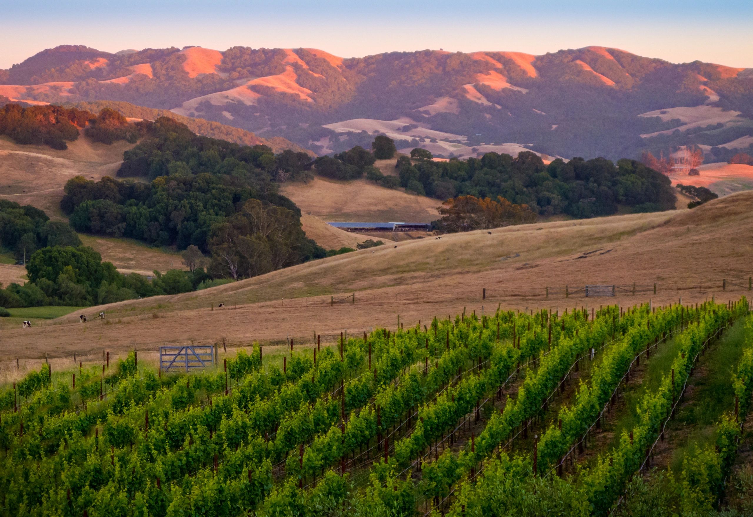 Coastal hills near Petaluma, a top spot for nature lovers and scenic drives.