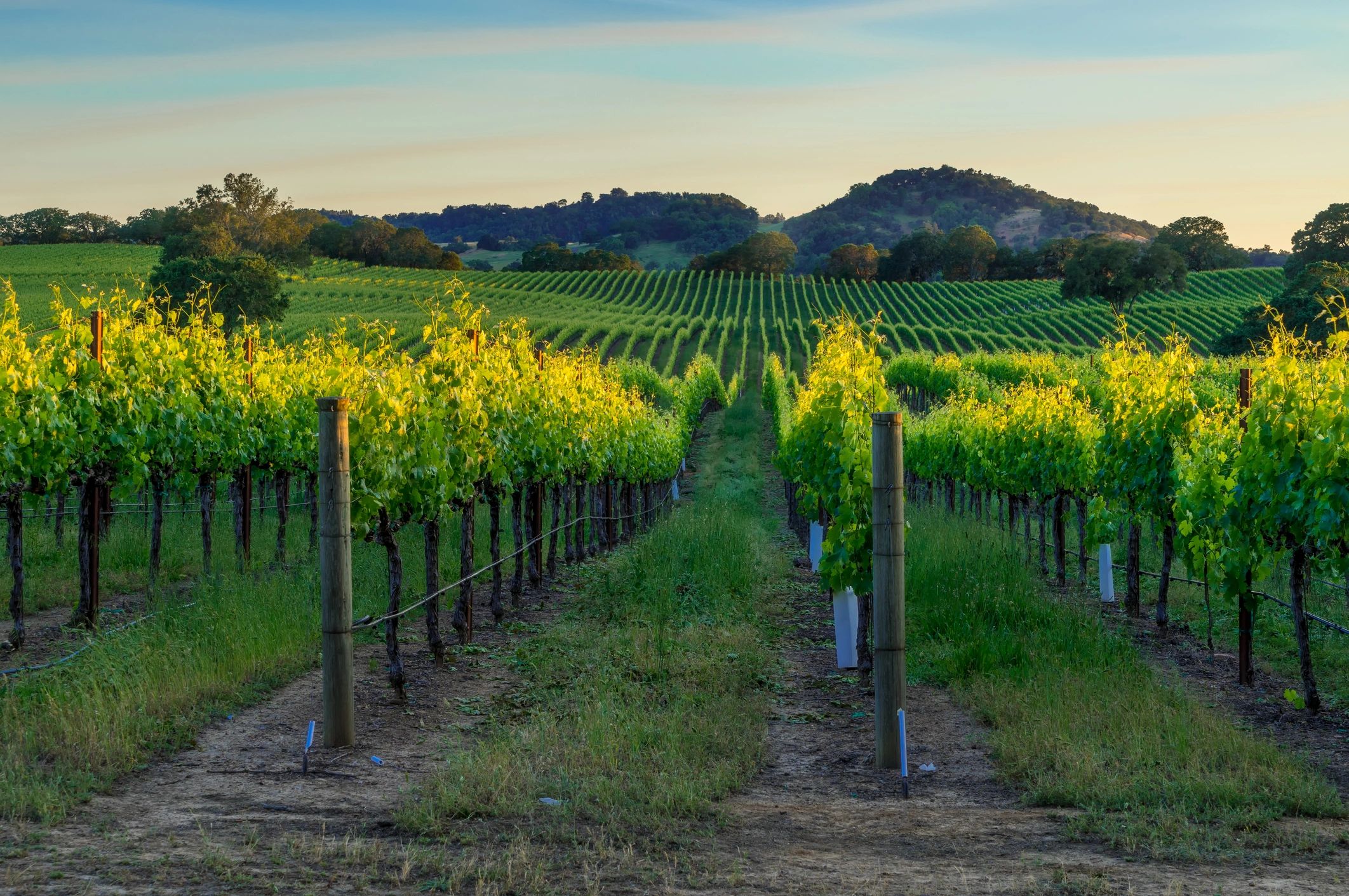 Sunset in the vineyards—an iconic Sonoma County experience.